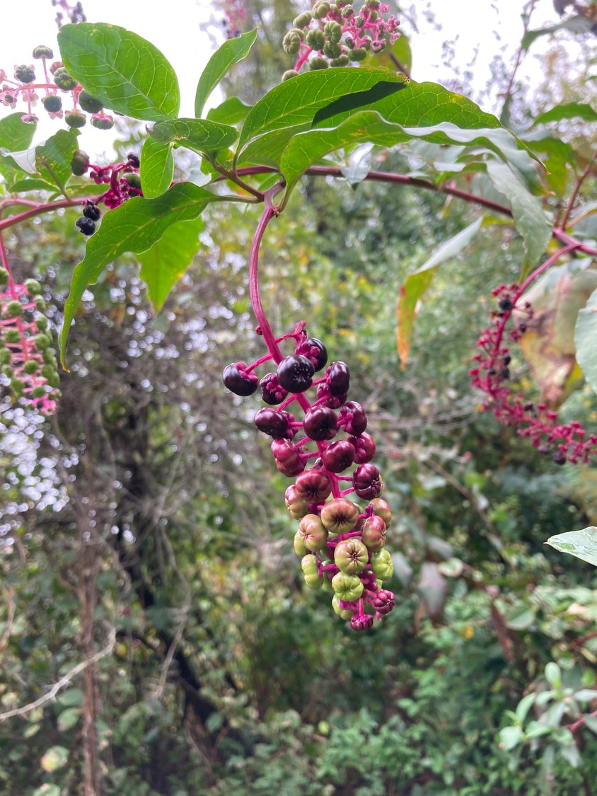 Punctuating our forests with exclamation points of purple is American pokeweed, also referred to as pokeberry. The fruits are a valuable food source for some bird species, such as cardinals and mourning doves, but are especially toxic to humans and should not be consumed.